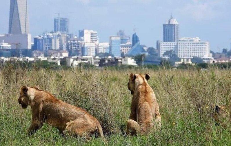 Visit Nairobi National Park With Your Group With As Low As Ksh.4,200