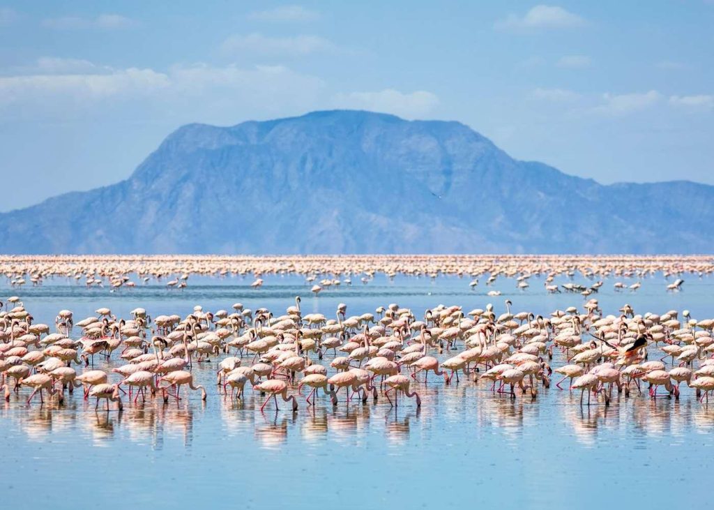 7 Nights Tarangire,Lake Natron,Serengeti Ngorongoro Safari Package As From $3,000